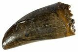 Fossil Tyrannosaur Tooth - Judith River Formation #313306-1